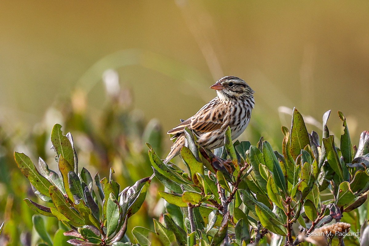 Savannah Sparrow - ML609331511