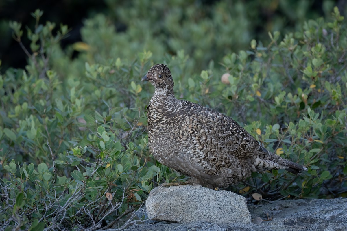 Sooty Grouse - ML609331651