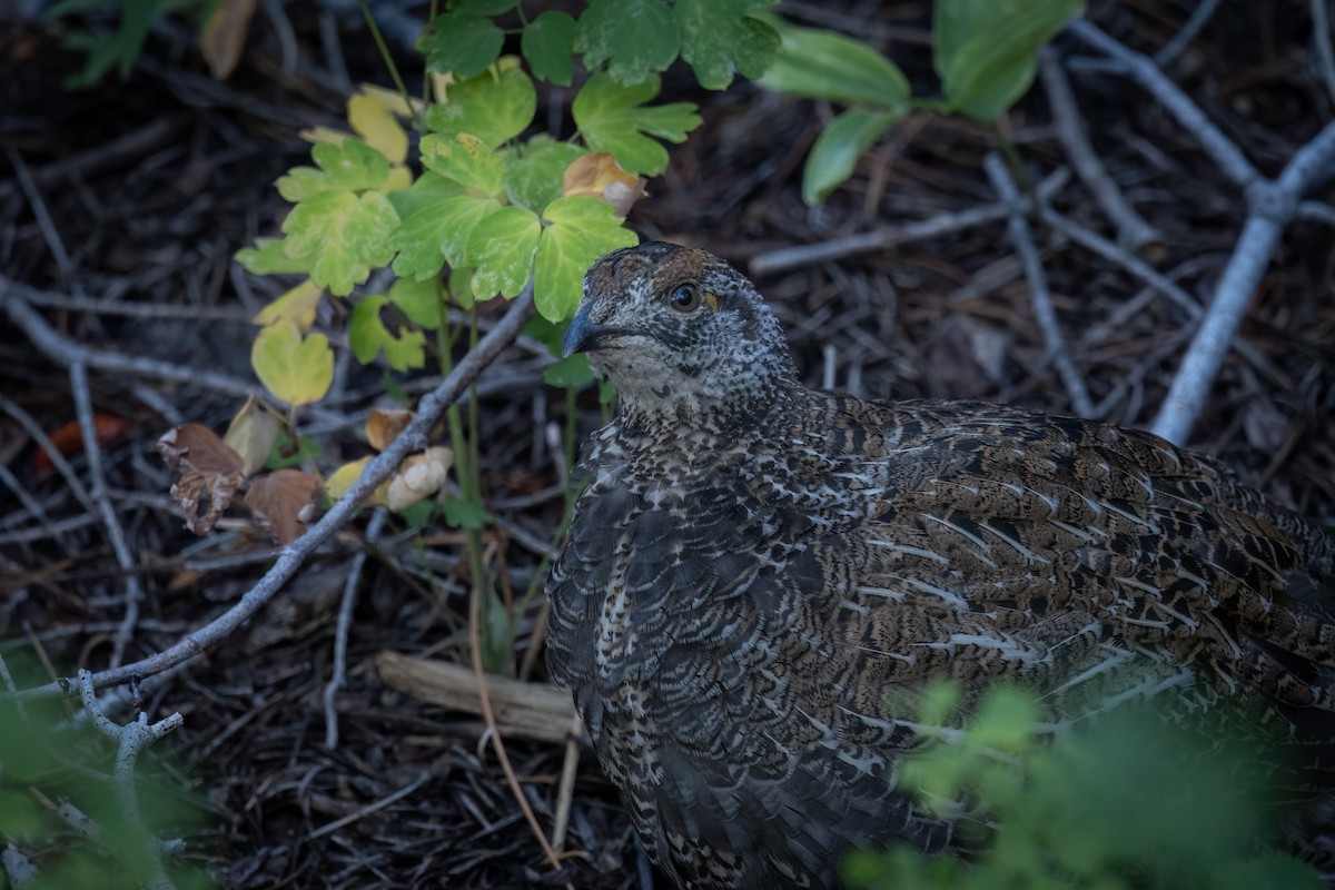 Sooty Grouse - Ryan Wallace