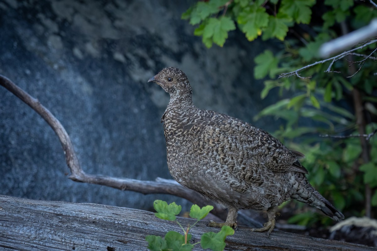 Sooty Grouse - ML609331657