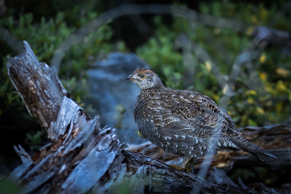 Sooty Grouse - ML609331658