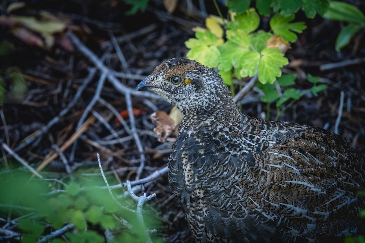 Sooty Grouse - ML609331659