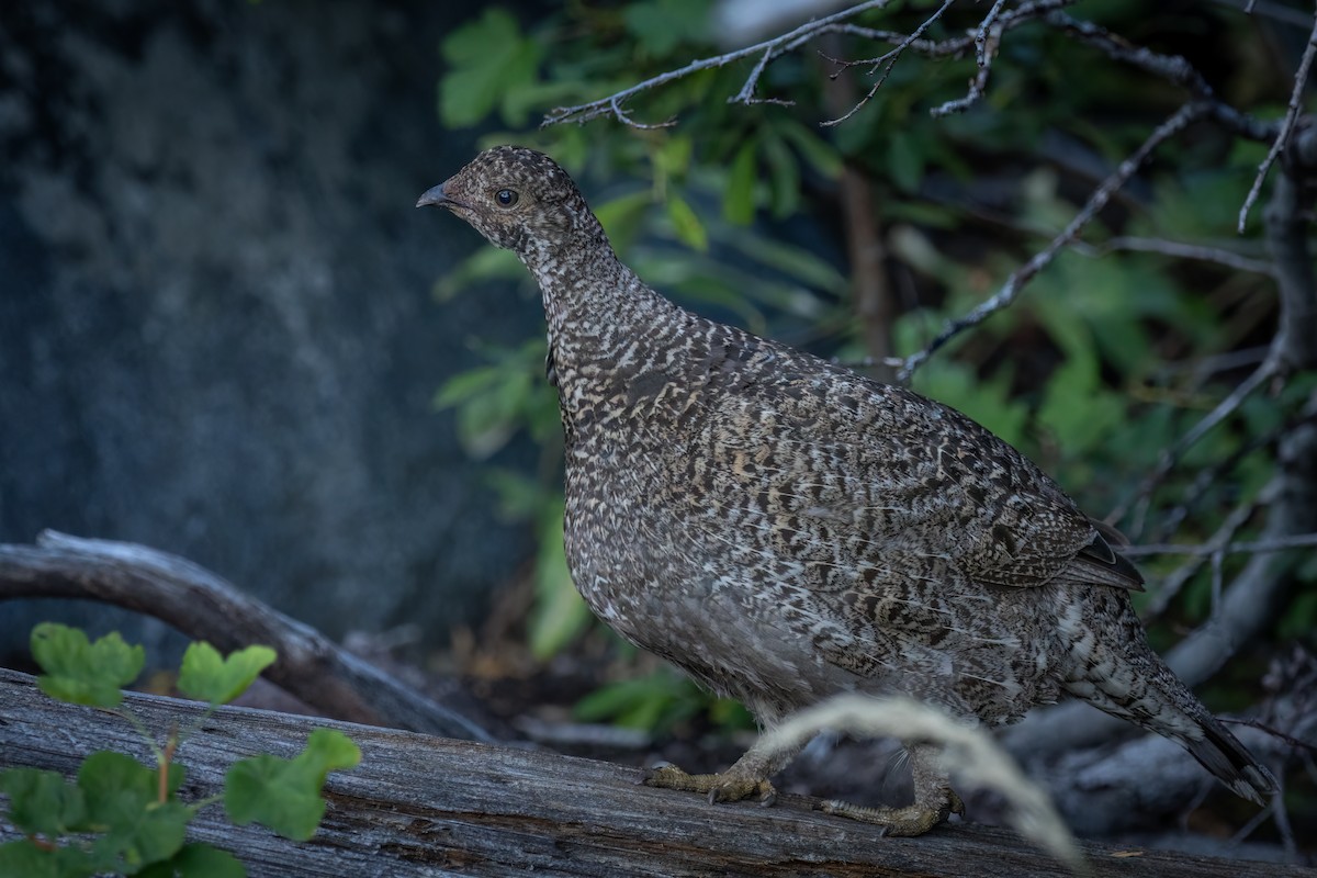 Sooty Grouse - ML609331660