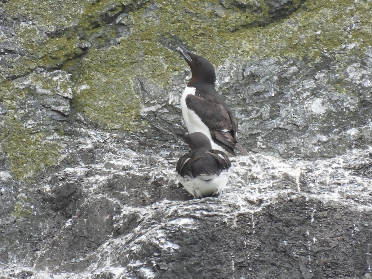 Thick-billed Murre - ML609331674
