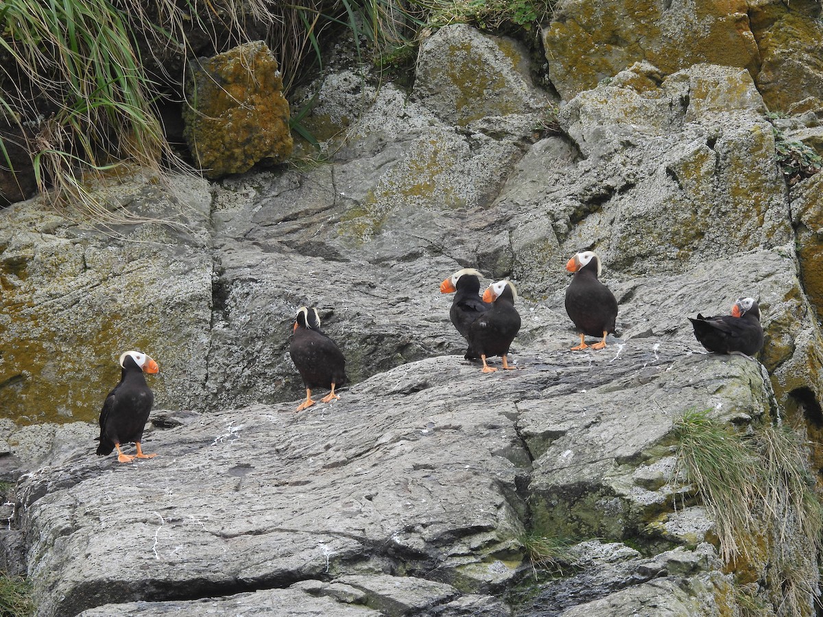 Tufted Puffin - ML609331773