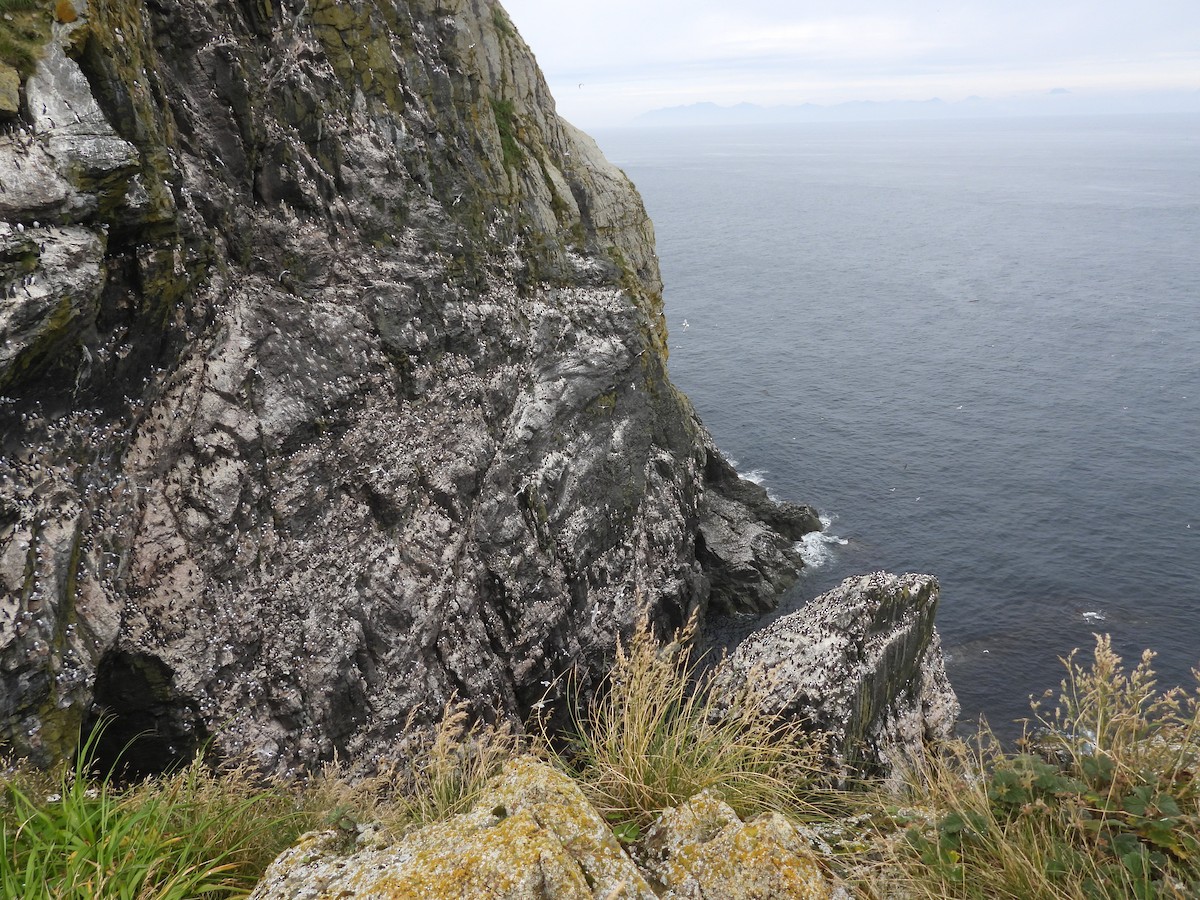 Common Murre - ML609331804