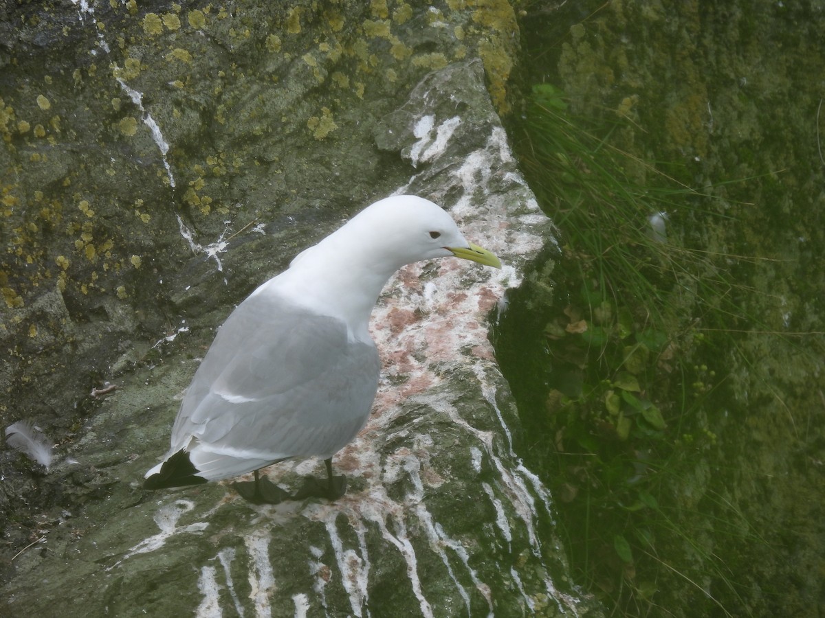 Black-legged Kittiwake - ML609331840