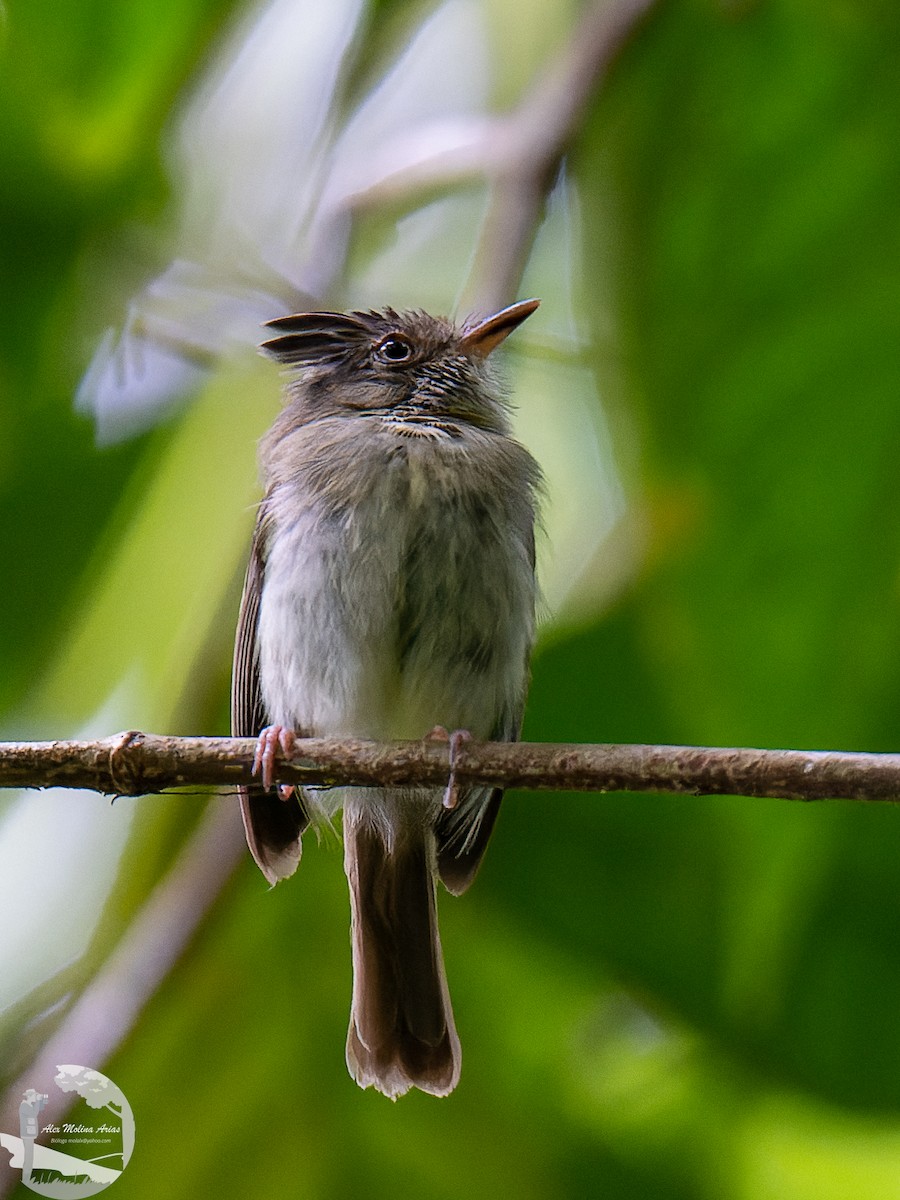 Double-banded Pygmy-Tyrant - Alex Molina