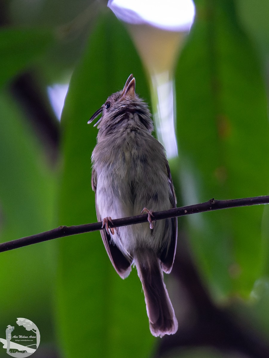 Double-banded Pygmy-Tyrant - ML609331866