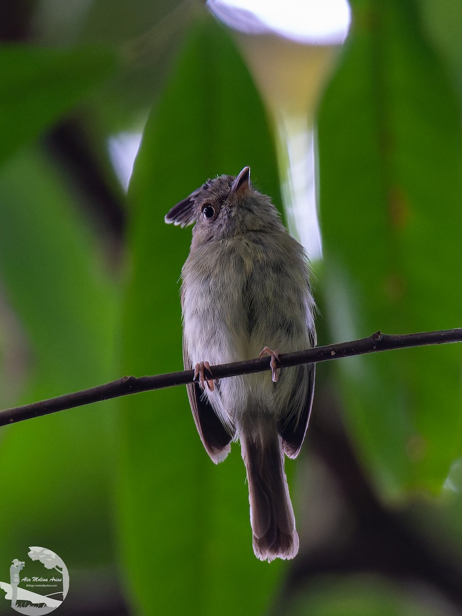 Double-banded Pygmy-Tyrant - ML609331867