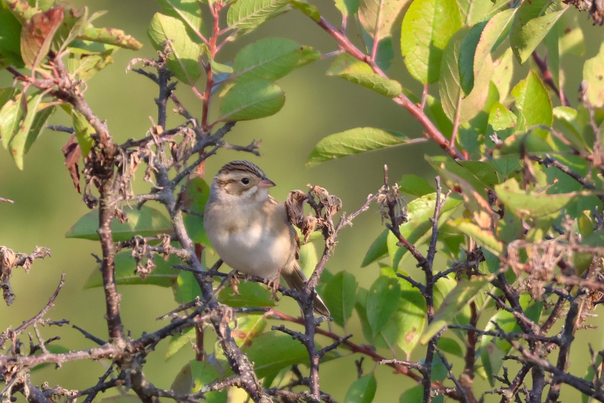 Clay-colored Sparrow - ML609331924