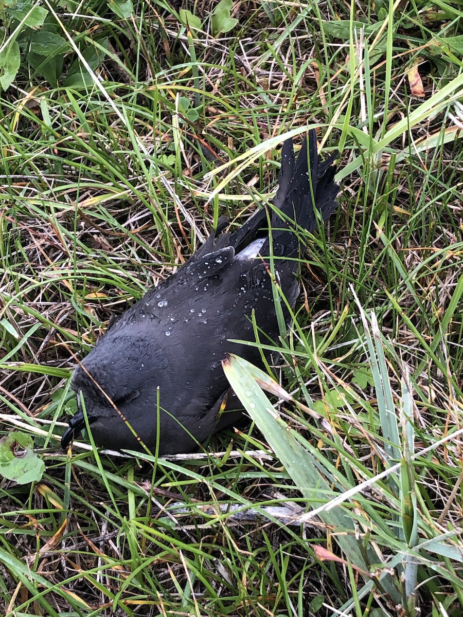 Leach's Storm-Petrel - ML609331925