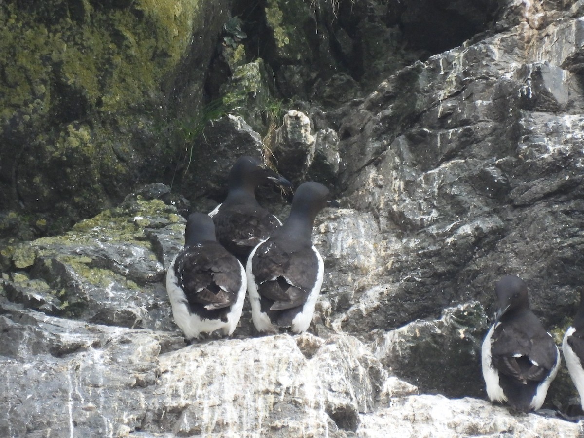 Thick-billed Murre - ML609331944
