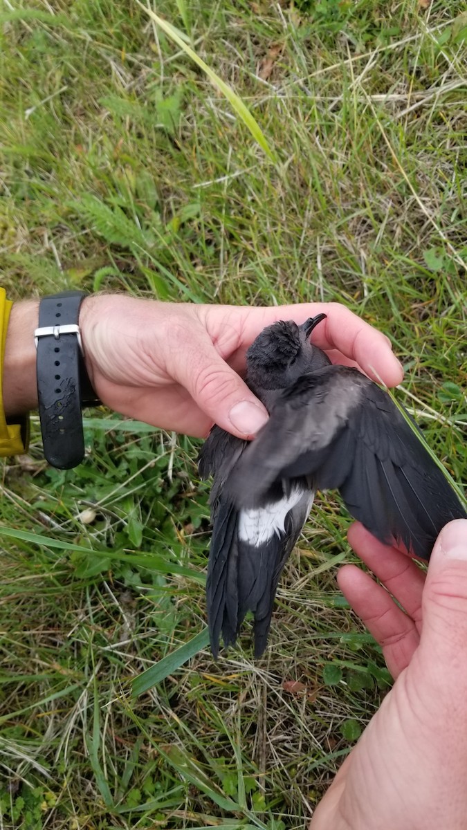 Leach's Storm-Petrel - ML609331965