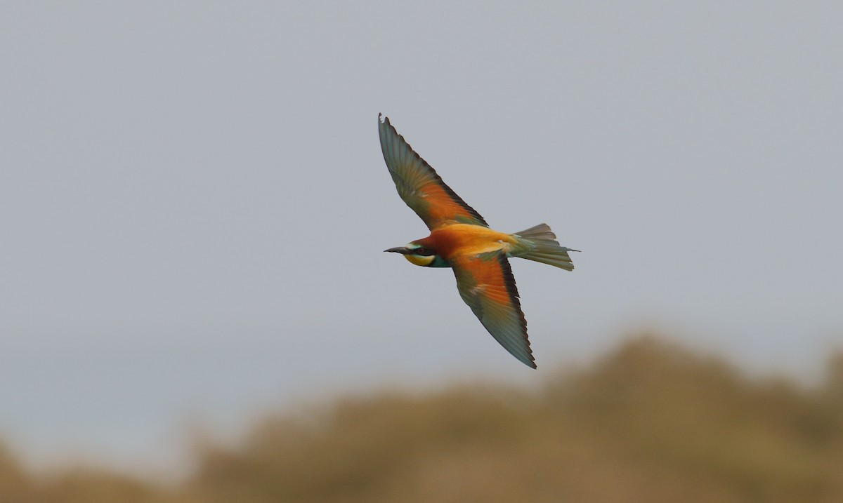 European Bee-eater - ML609331991