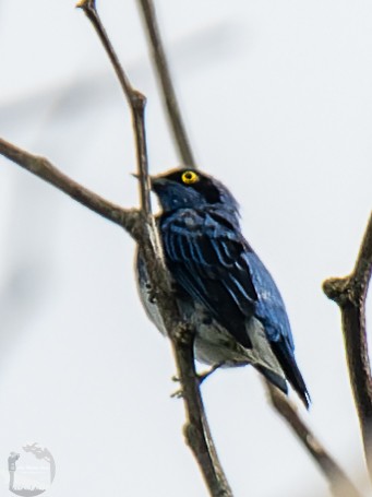 White-bellied Dacnis - ML609332006