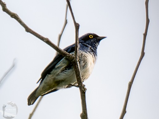 White-bellied Dacnis - ML609332007