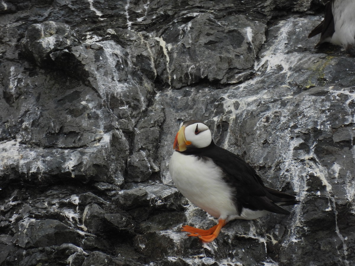 Horned Puffin - ML609332032