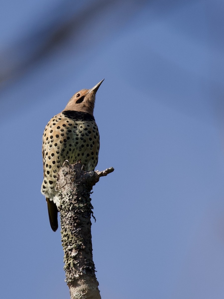 Northern Flicker (Yellow-shafted) - ML609332138