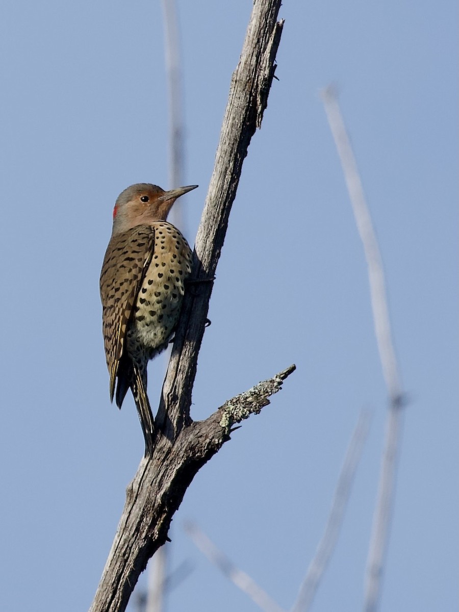 Northern Flicker (Yellow-shafted) - ML609332139