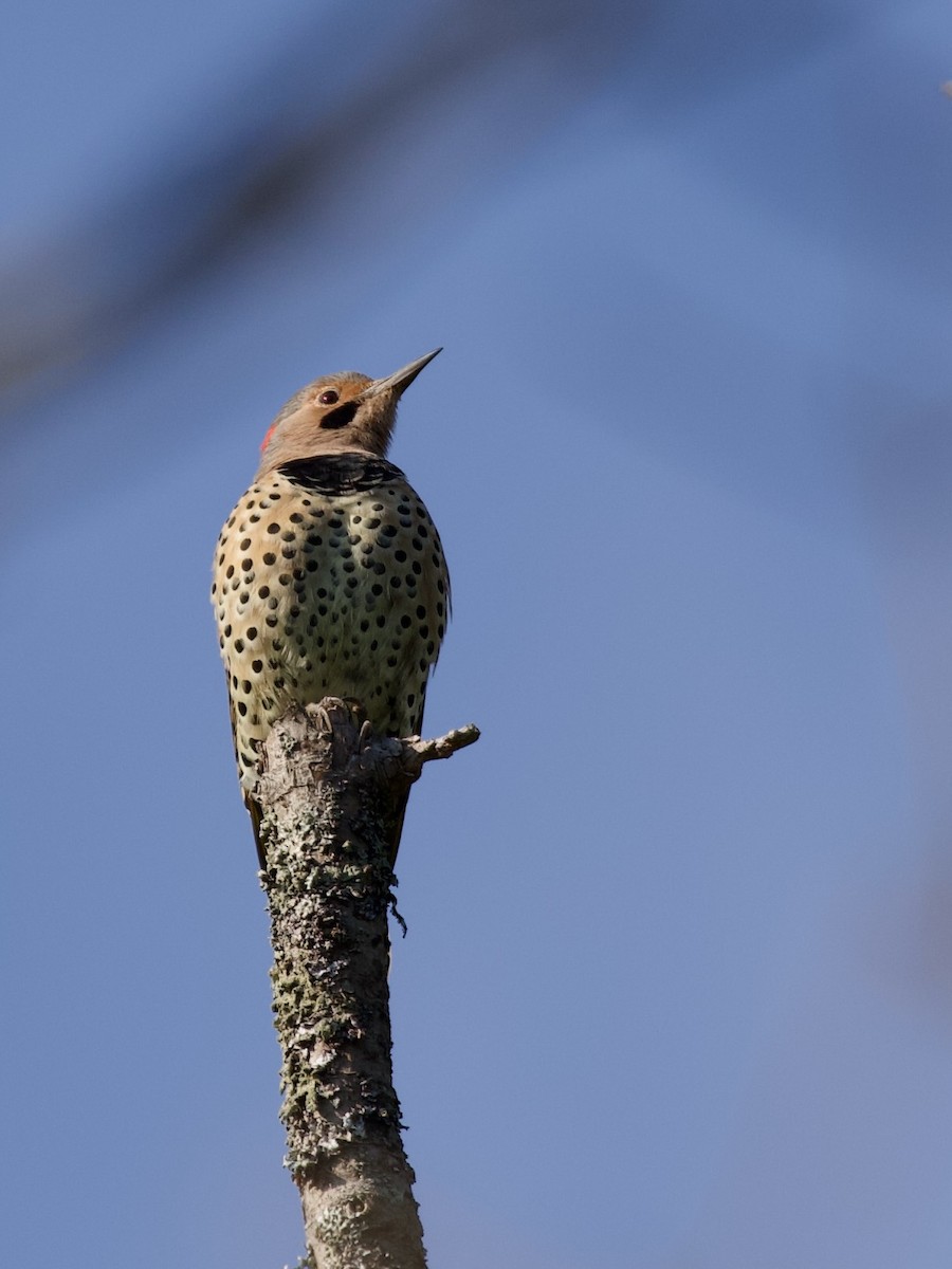 Northern Flicker (Yellow-shafted) - ML609332140