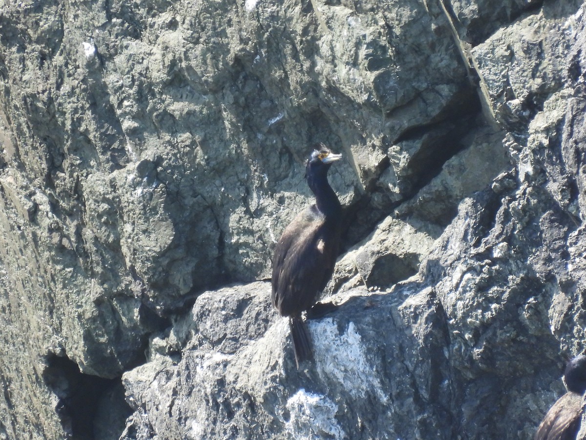 Red-faced Cormorant - ML609332145