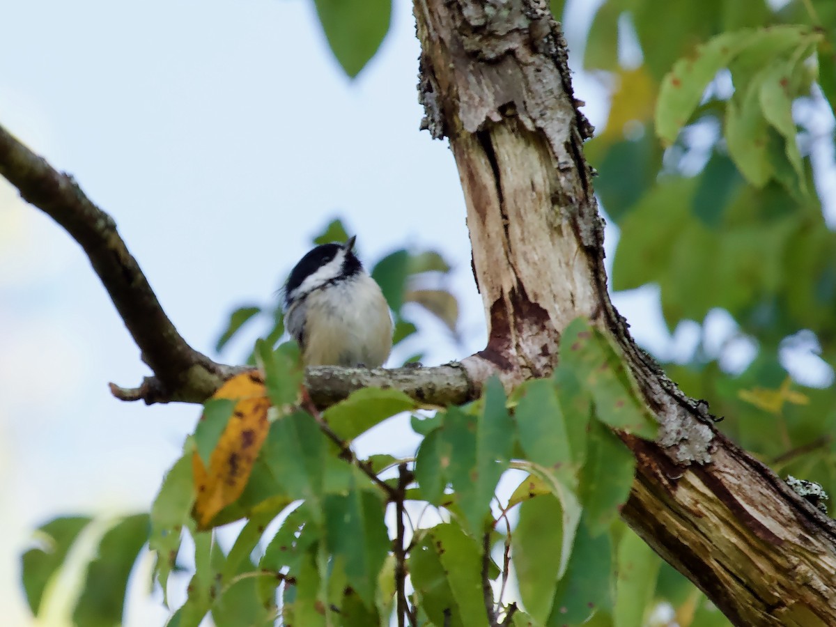 Black-capped Chickadee - ML609332148