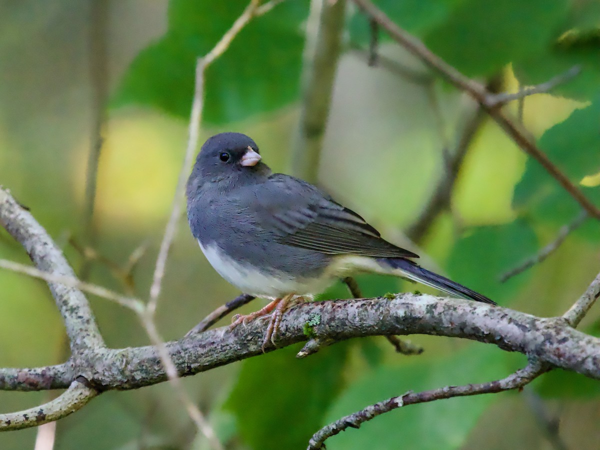 Dark-eyed Junco (Slate-colored) - ML609332174