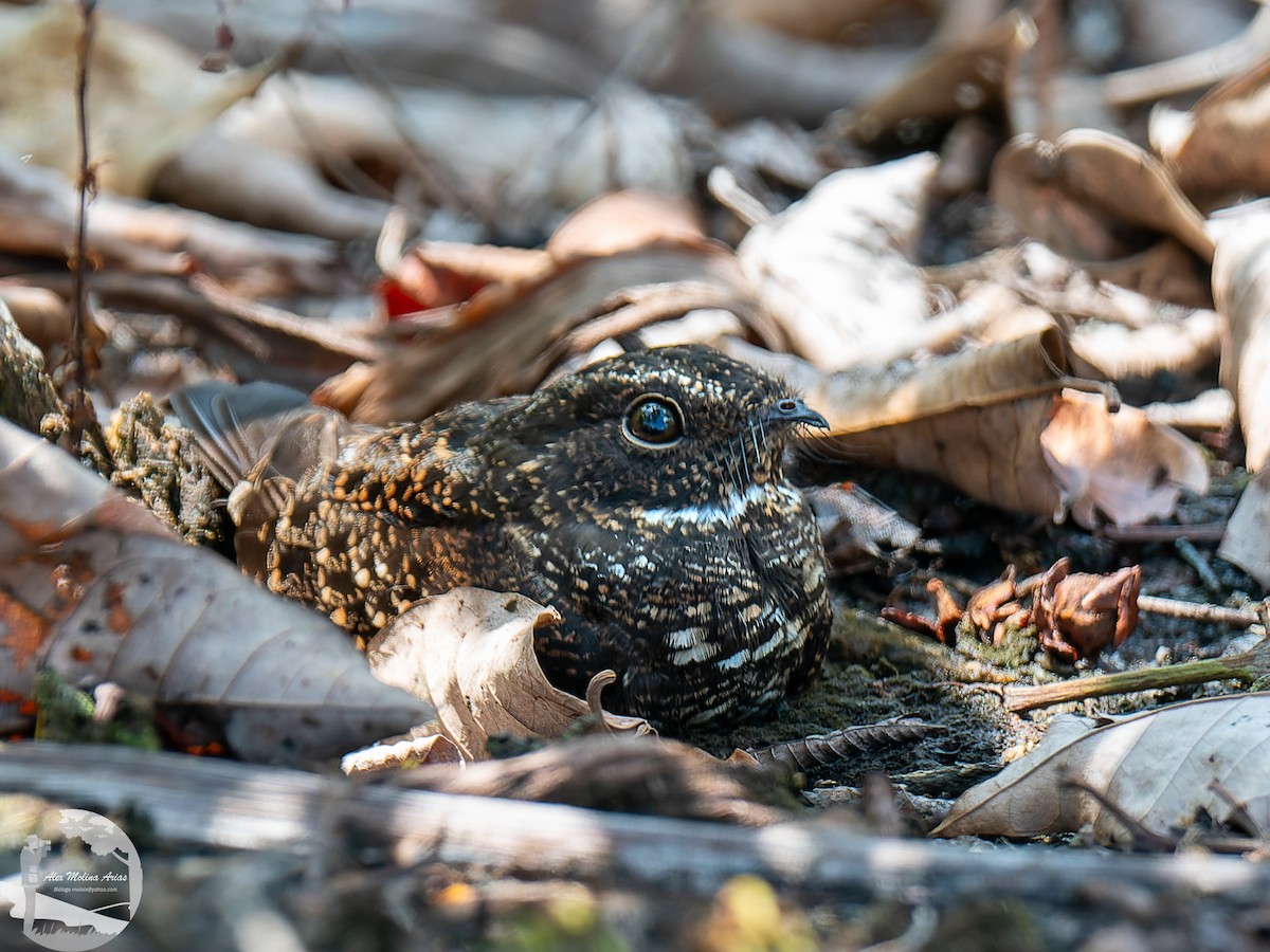 Blackish Nightjar - ML609332176