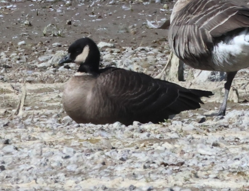 Cackling Goose (Aleutian) - Jim Parker