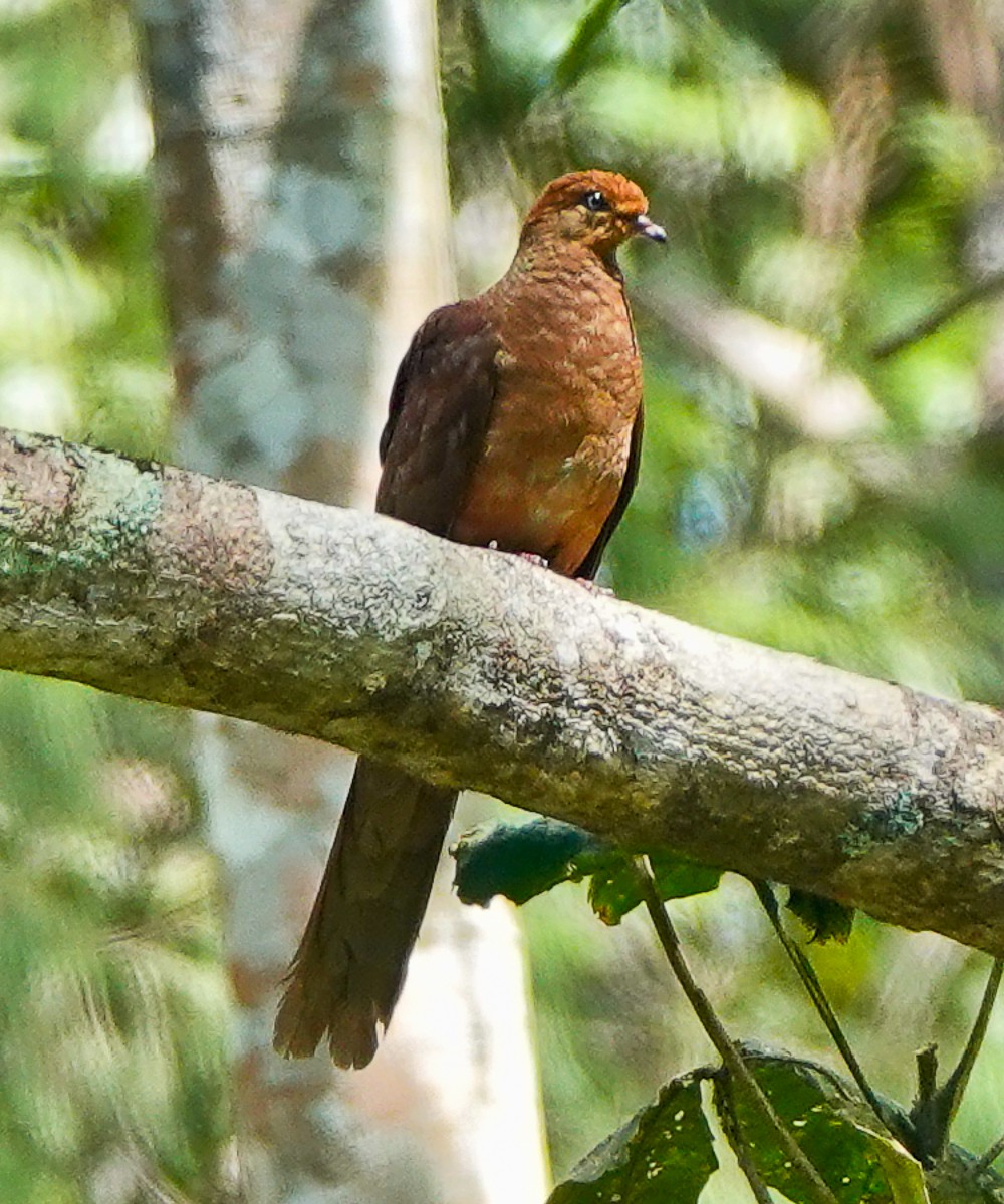 Amboyna Cuckoo-Dove - Arden Anderson