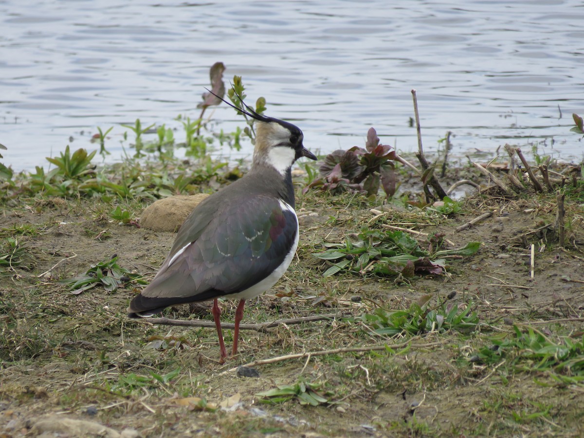 Northern Lapwing - Keith Robson