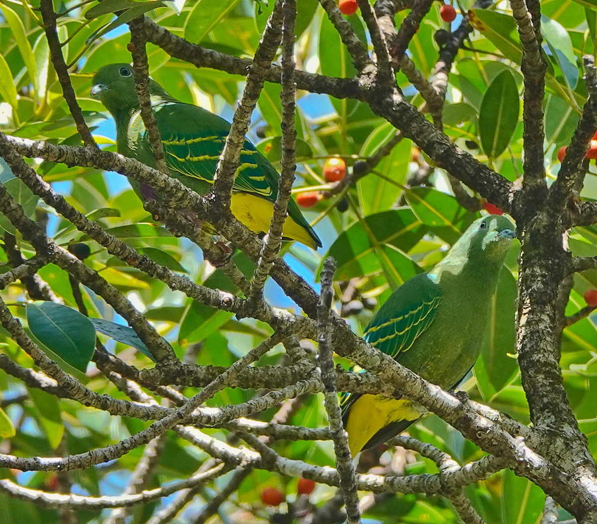 Dwarf Fruit-Dove - Arden Anderson