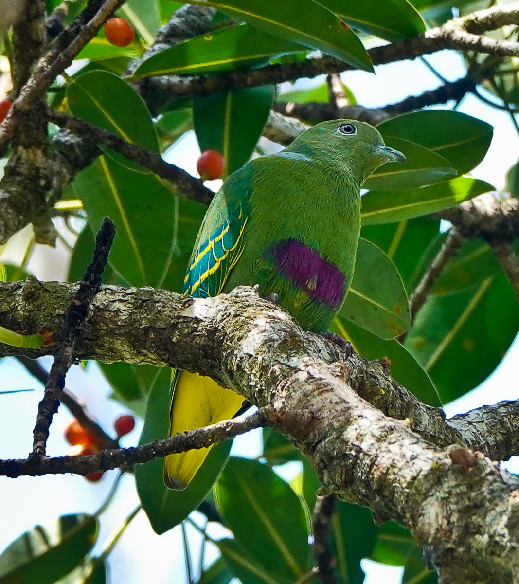 Dwarf Fruit-Dove - Arden Anderson