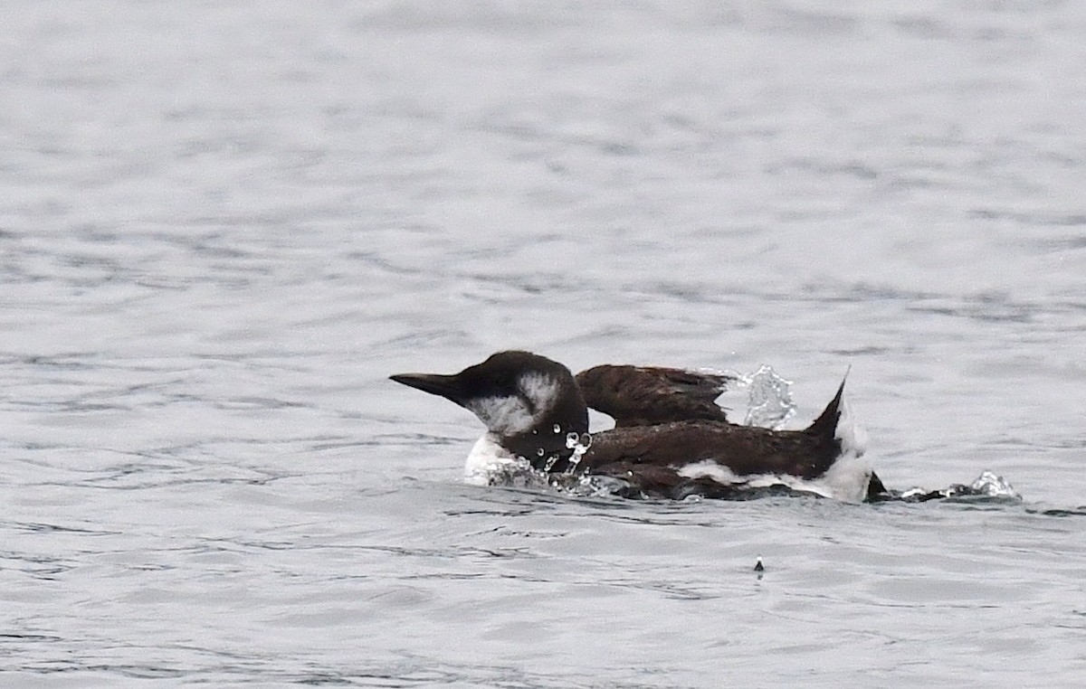 Common Murre - ML609332711