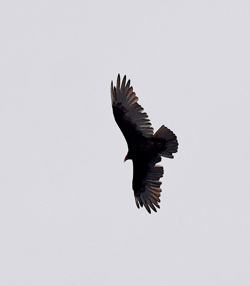 Turkey Vulture - ML609332811