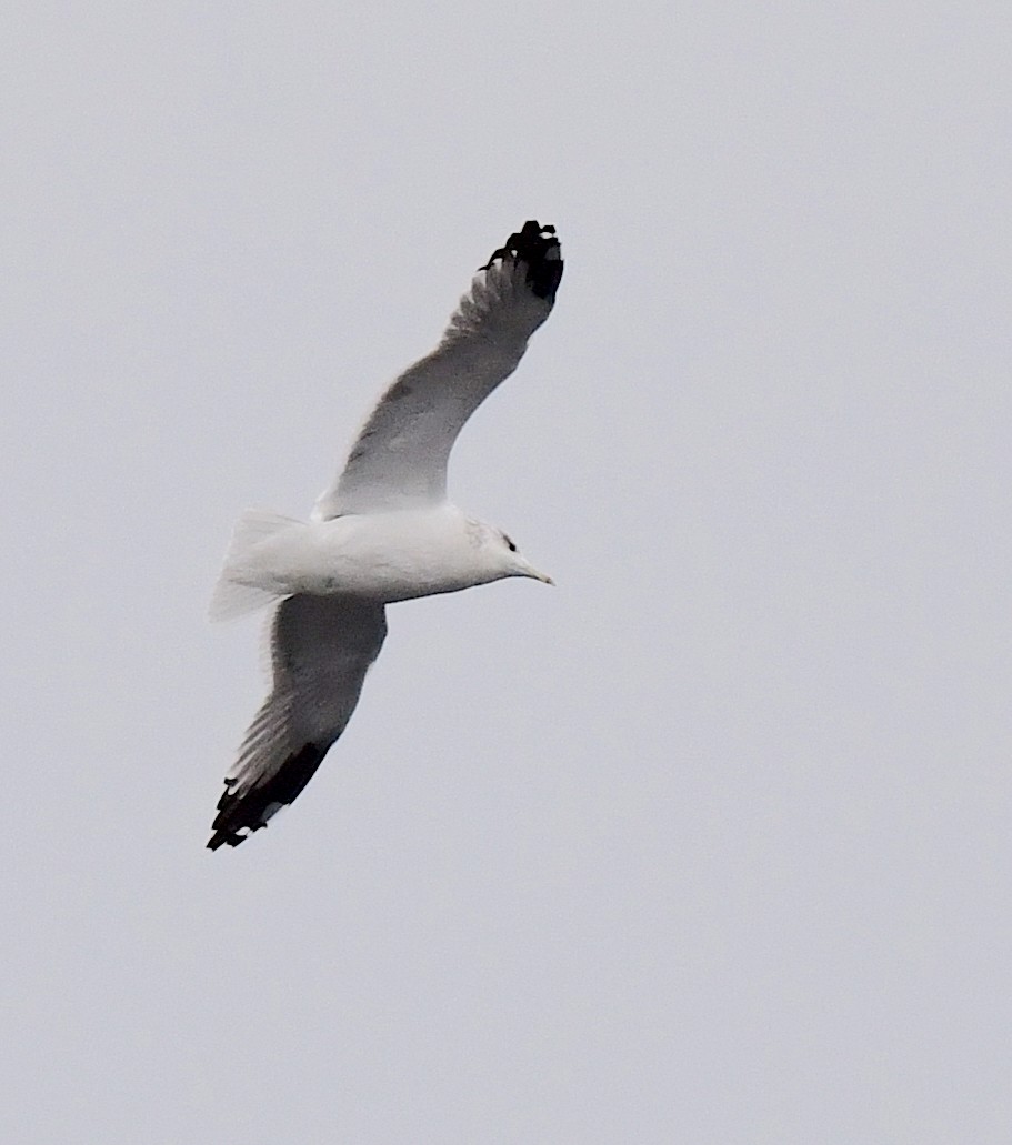 Short-billed Gull - Kristen Cart