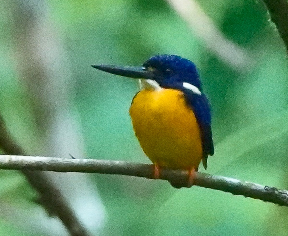 Papuan Dwarf-Kingfisher - ML609332832