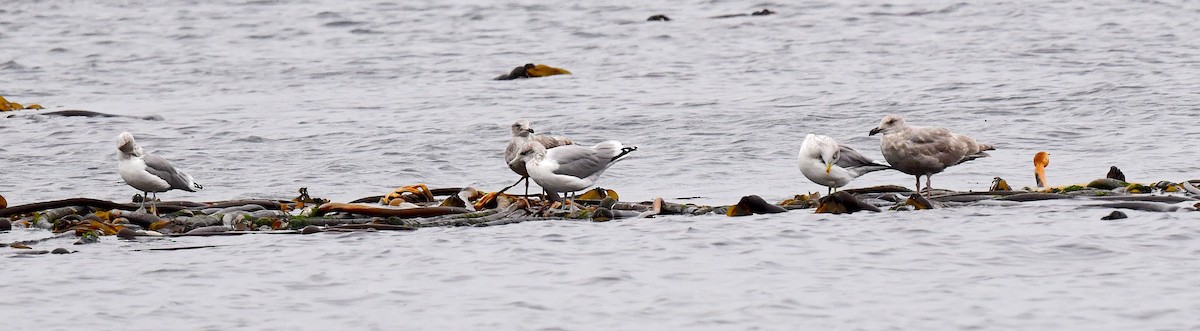 California Gull - ML609332869