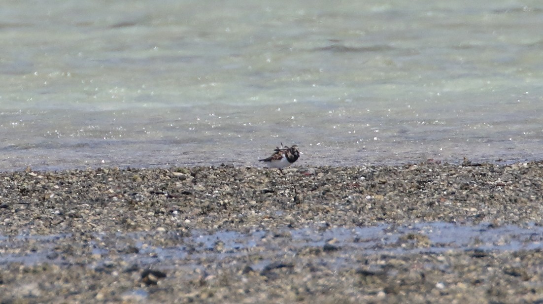 Ruddy Turnstone - Mark Baker