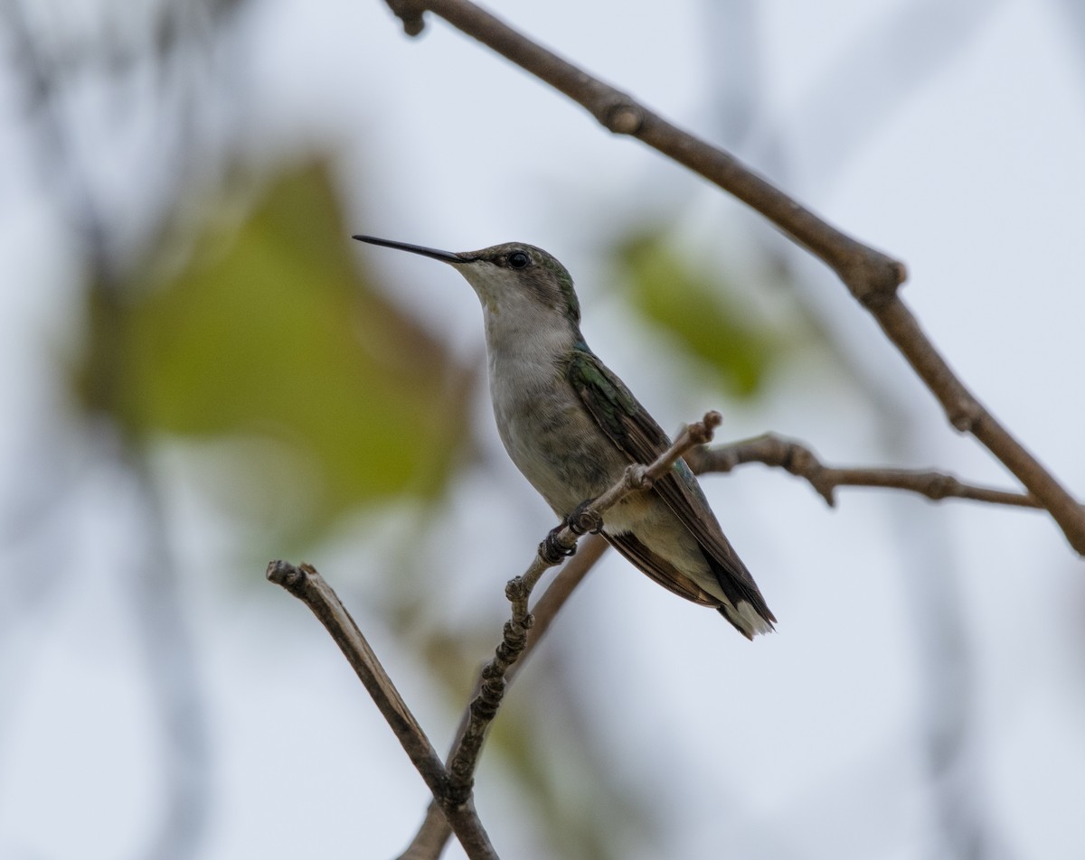 Ruby-throated Hummingbird - William Brooks