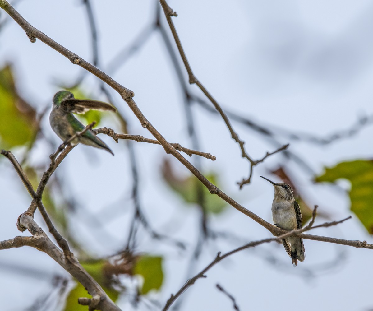 Ruby-throated Hummingbird - William Brooks