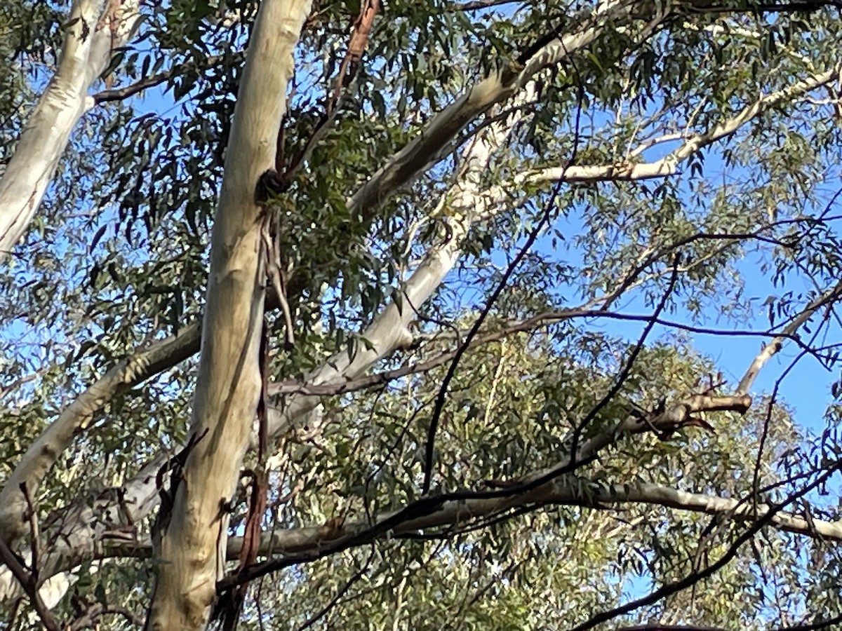 Scaly-breasted Lorikeet - Aleksandra Petrovic Fabijan