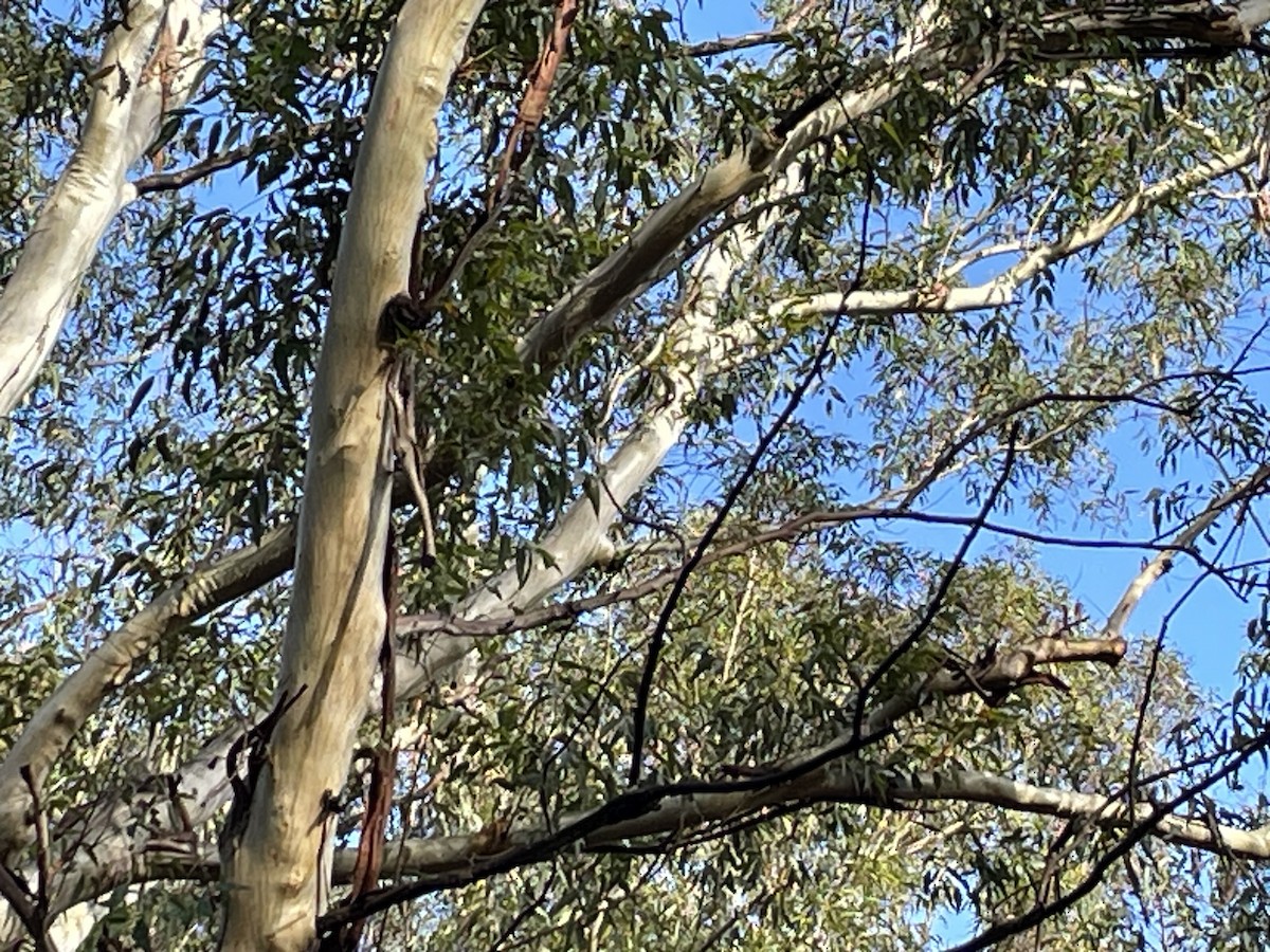Scaly-breasted Lorikeet - ML609332913