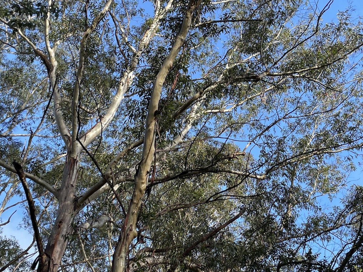 Scaly-breasted Lorikeet - ML609332914