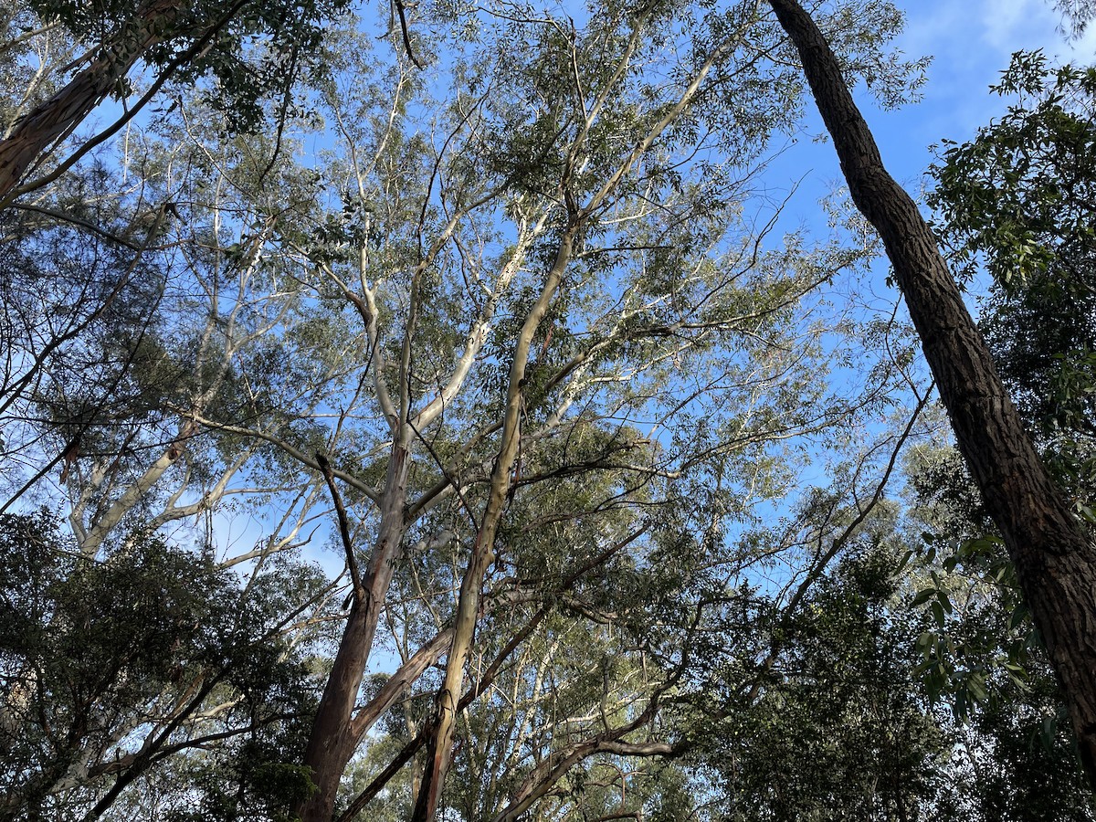 Scaly-breasted Lorikeet - ML609332916