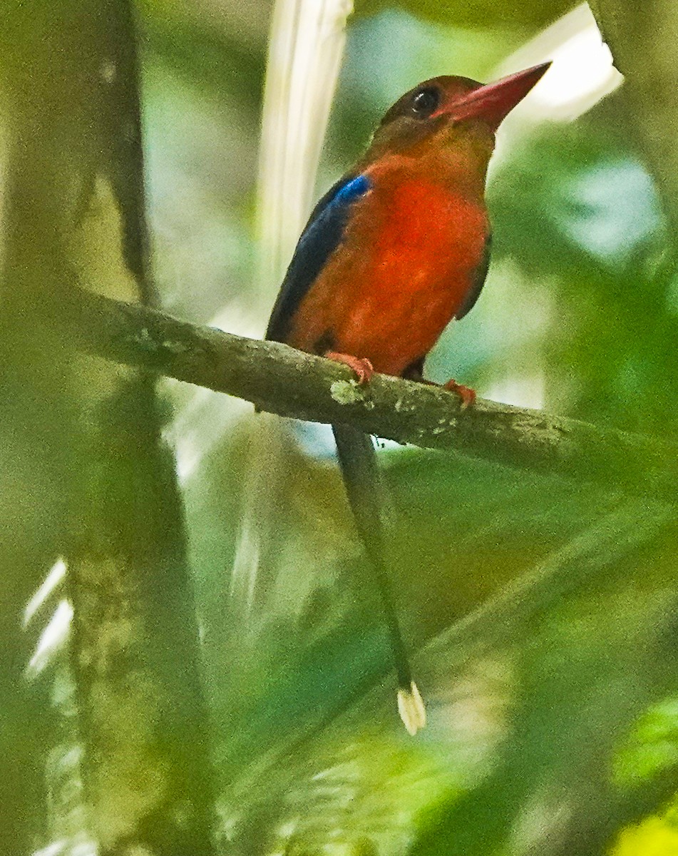 Brown-headed Paradise-Kingfisher - ML609332924