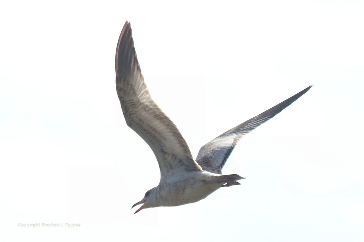 Ring-billed Gull - ML609332975