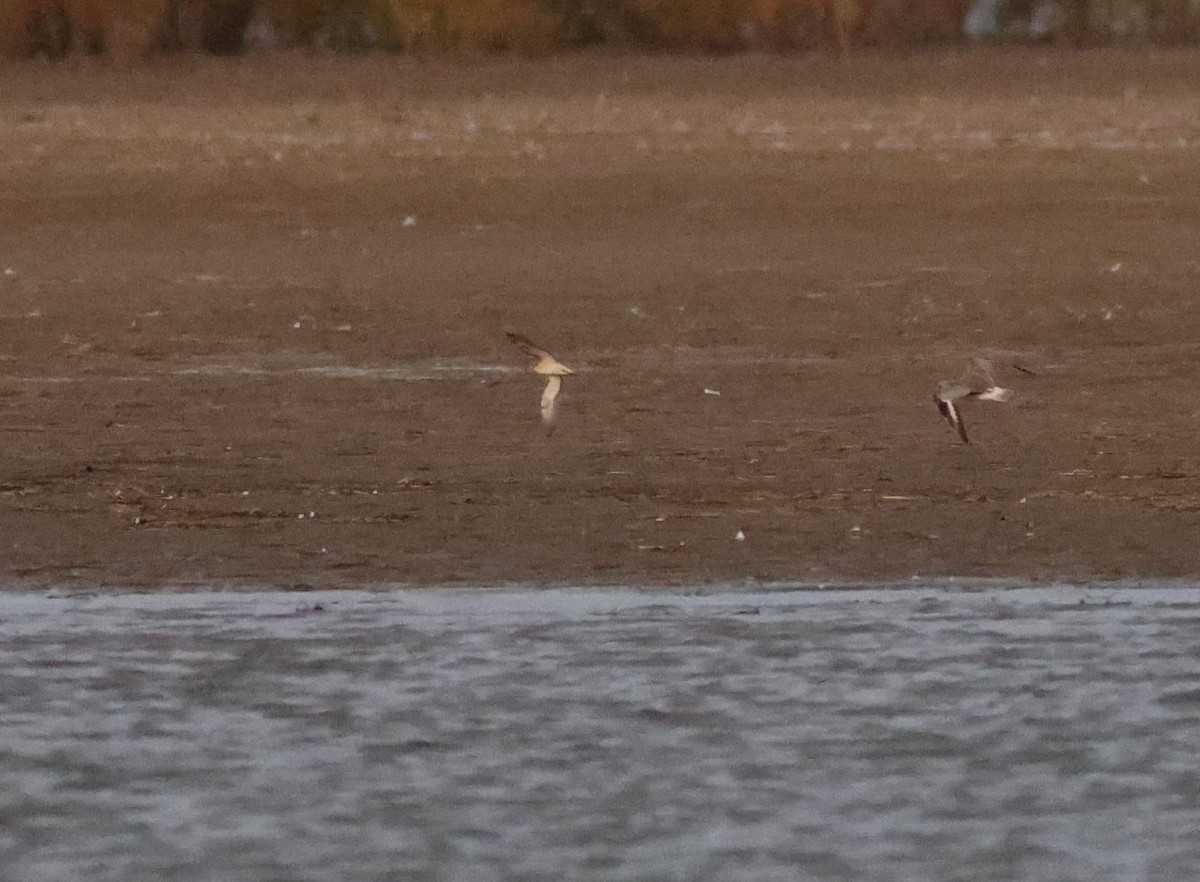 Buff-breasted Sandpiper - ML609333028