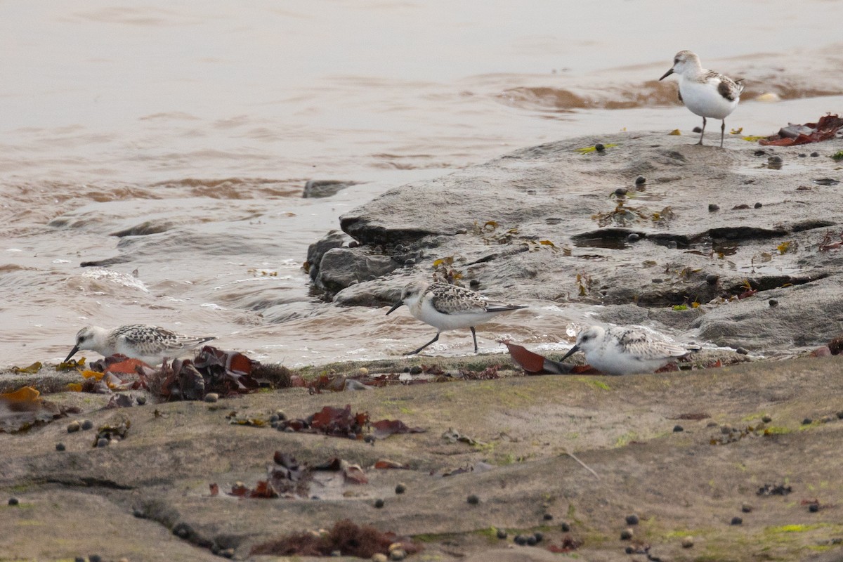 Bécasseau sanderling - ML609333185